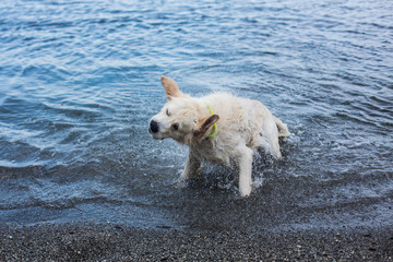 Cute and crazy Golden Retriever dog shaking its head on the beach