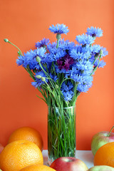 Still life of cornflowers, oranges and apples on an orange background