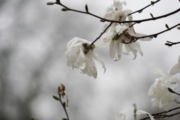 White Magnolia flowers blooming in Spring in Michigan.