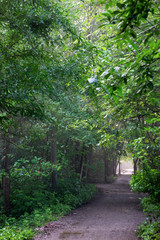 A country road in the woods, in the early morning.Qionglai county, Chengdu city, Sichuan prov. China.