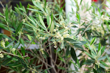 Olive branch filled with emerging flowers and buds