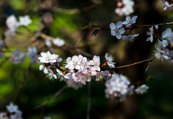 Cherry blossom tree in bloom. Closeup of sakura flowers on blurred greenery background with bokeh. Garden on sunny spring day. Shallow depth of field. Soft focus floral photography. 