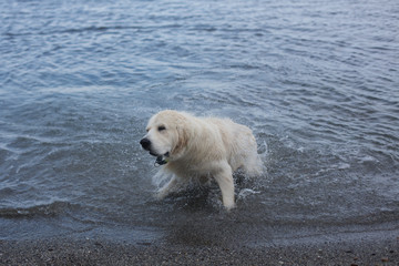 Cute and crazy Golden Retriever dog shaking its head on the beach