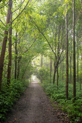 Village avenue, Qionglai county, Chengdu city, Sichuan prov. China.