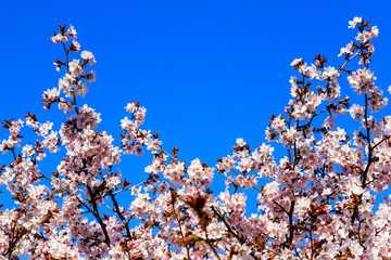 Cherry blossom tree in bloom. Sakura flowers on azure sky background. Garden on sunny spring day. Soft focus botanical photography. Shallow depth of field. Blurred floral background.