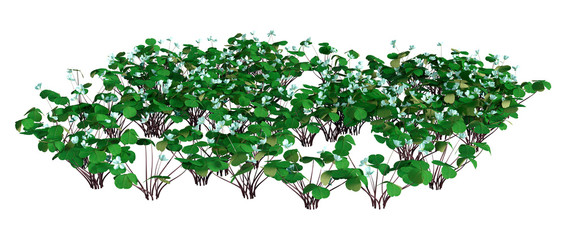 3D Rendering Wood Sorrel Flowers on White