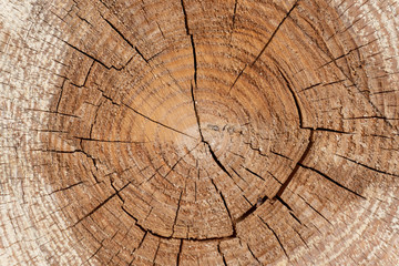Fototapeta premium Timber Pattern. Tree rings. Wooden texture.
