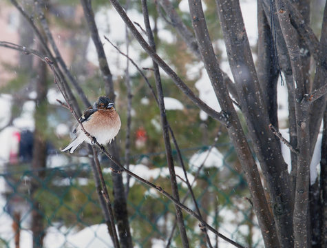 Zablik sits on a mountain ash branch in early spring. Birds of Karelia. Russia