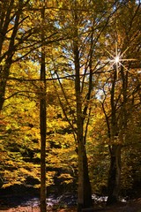 Fototapeta premium fall in the forest