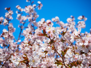 Cherry blossom tree in bloom. Sakura flowers on azure sky background. Garden on sunny spring day. Soft focus botanical photography. Blurred floral background.  Shallow depth of field.