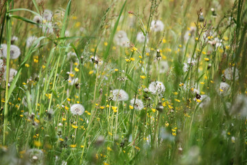 dandelions meadow as a background