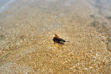 Insect on sand