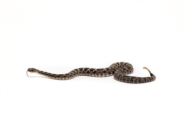 Arizona Black Rattlesnake on White Background Crotalus cerberus