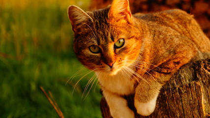 Beautiful kitten in a garden on a sunny day