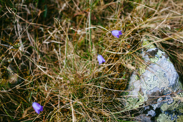 Blue bells in the grass among the dry grass in the forest