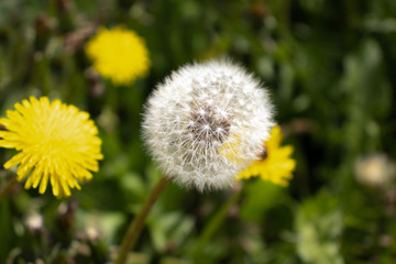 White dandelion on a green field
