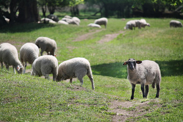 Obraz na płótnie Canvas sheeps on a meadow