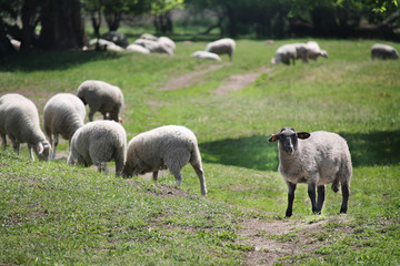 sheeps on a meadow