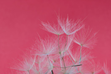 texture of dandelion petals on magenta background