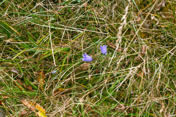 Blue bells in the grass among the dry grass in the forest