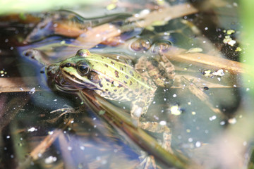 wild living frog in a water