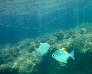 sea fish near coral, underwater