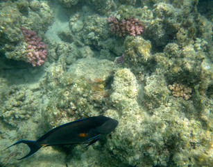 Fototapeta premium sea fish near coral, underwater