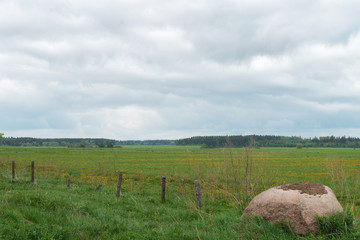 green field on the background of the forest. Agriculture and land.