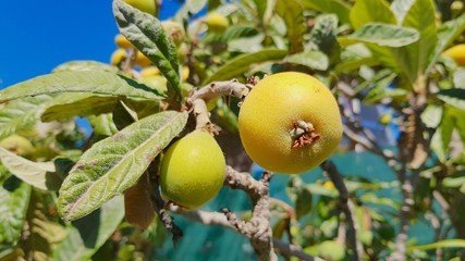 Obraz premium Medlars tree in spring