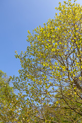 grüne Blätter im Frühing mit Blick in den Himmel