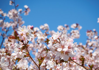 Cherry blossom tree in bloom. Sakura flowers on azure sky background. Garden on sunny spring day. Soft focus botanical photography. Blurred floral background.  Shallow depth of field.