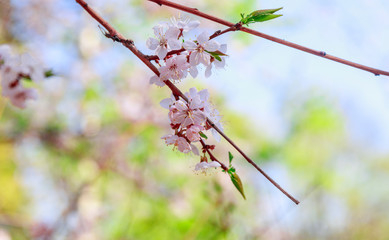 Cherry blossom branch in bloom. Closeup of sakura flowers on blurred bokeh background. Soft focus macro floral photography. Garden on sunny spring day. Shallow depth of field.
