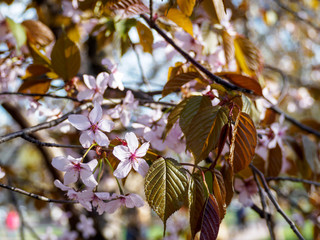 Cherry blossom branch in bloom. Close up sakura flowers on blurred bokeh background. Garden on sunny spring day.  Soft focus macro floral photography. Shallow depth of field.