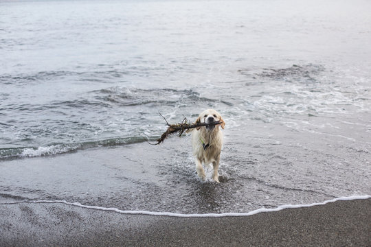 Image of a funny dog breed golden retriever has fun on the beach after swimming with the stick