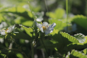 strawberry flower