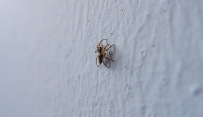 small jumping spider on white wall, spider in house