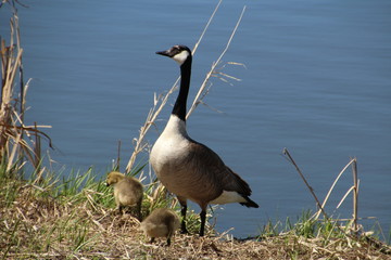 Mother Goose With Her Young, Pylypow Wetlands, Edmonton, Alberta