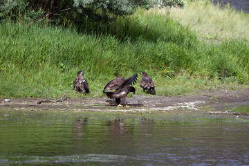 Young Golden Eagles on the banks of the Missouri River in Montana