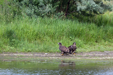 Golden Eagles on the banks of the Missouri River in Montana