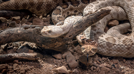 Santa Catalina Island Rattlesnakes in desert Crotalus catalinensis