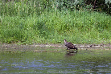 Young Golden Eagle on the banks of the Missouri River in Montana