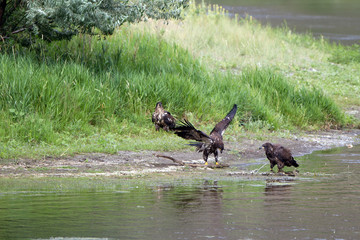 Golden Eagles on the banks of the Missouri River in Montana