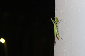 mantis on the wall