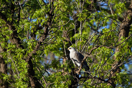 Gray Hawk in Patagonia, Arizona, near the Mexico border