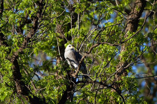 Gray Hawk in Patagonia, Arizona, near the Mexico border