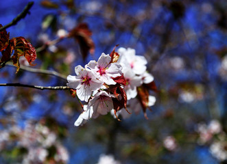Cherry blossom branch in bloom. Close-up of sakura flowers on blurred bokeh background. Soft focus macro floral photography. Shallow depth of field. Garden on sunny spring day.