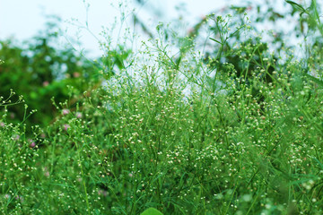 green grass closeup view
