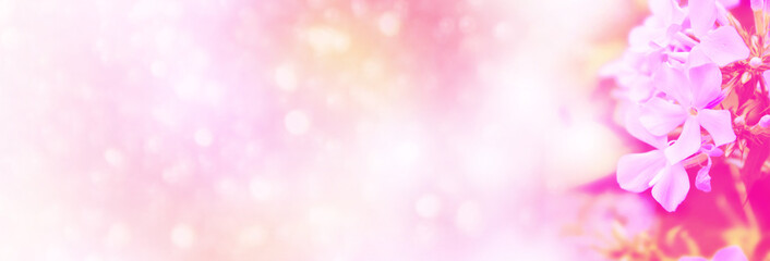 Colorful phlox flowers on a background of the autumn landscape