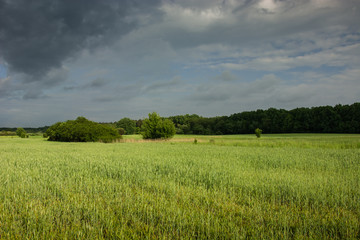 Obraz premium Green field with grain, forest and rainy sky