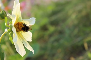 bee on flower